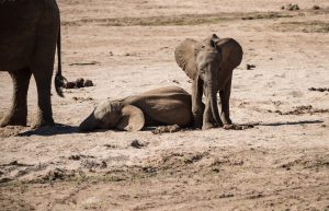 the baby elephant starts to move away leaving its playmate flat on the ground