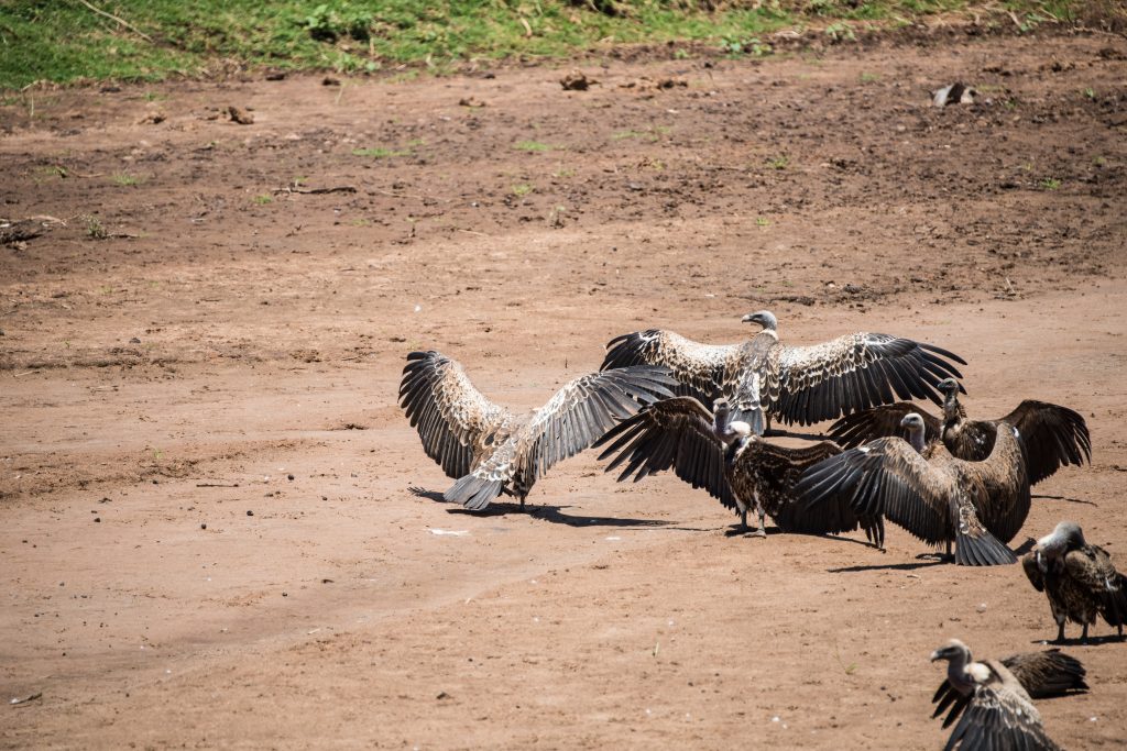 white backed vultures drying their wings in the sun