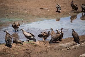 white backed vultures bathing