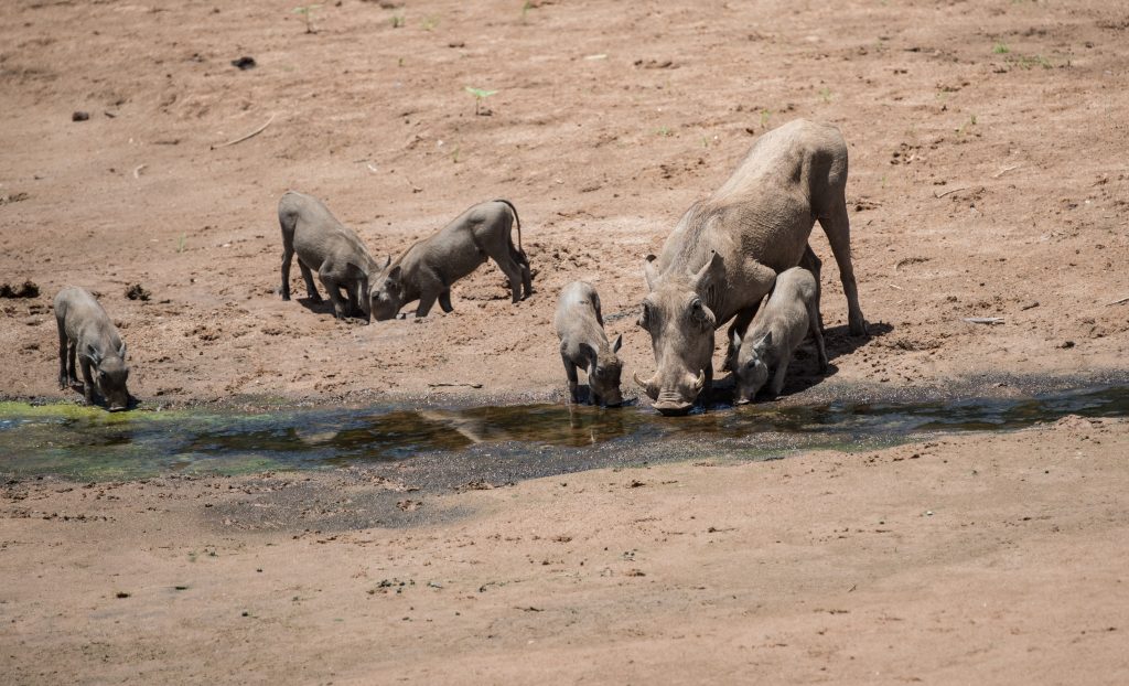 warthog with piglets eating and drinking in a puddle