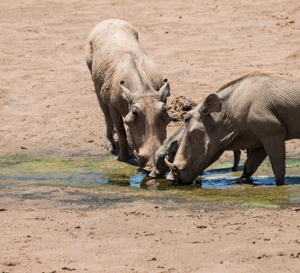 two adult warthogs with a piglet drinking