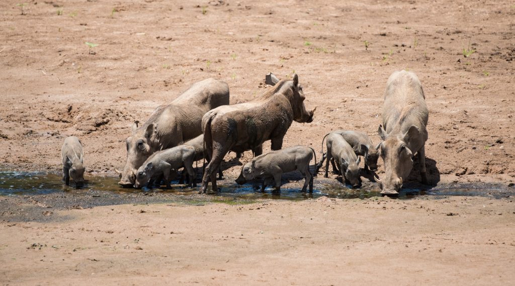 three warthogs with six piglets at a water source