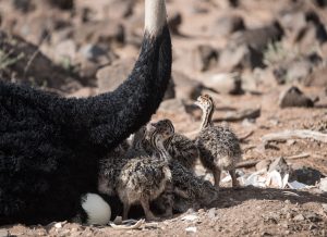Somali ostrich chicks stretching their legs
