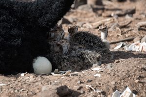 Somali ostrich chicks with unmatched egg