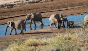 Three adult and two young elephants drinking