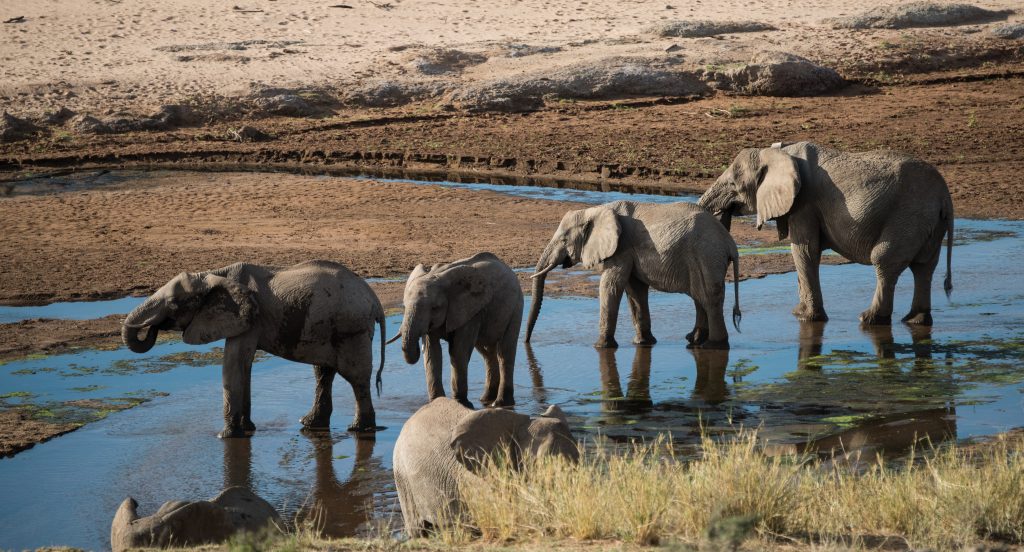 Elephants in a shallow stream drinking