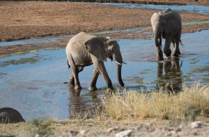 Elephants moving through a shallow stream