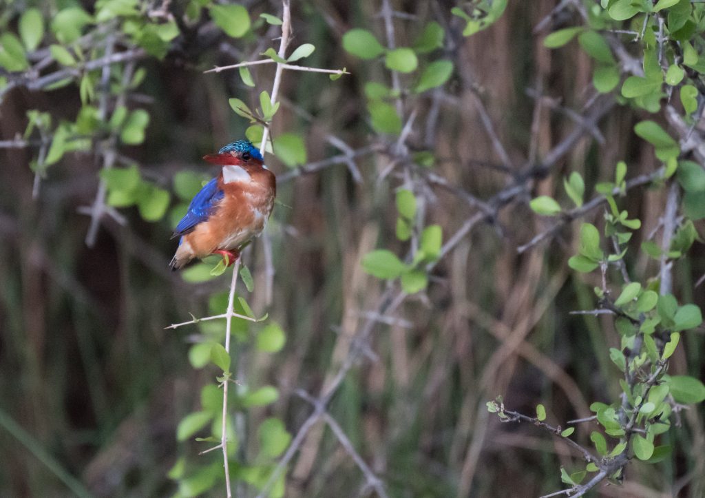 Malachite kingfisher perched looking to camera