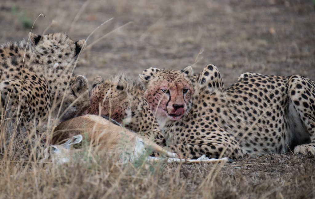 Cheetah on a kill, red faced, liking its lips
