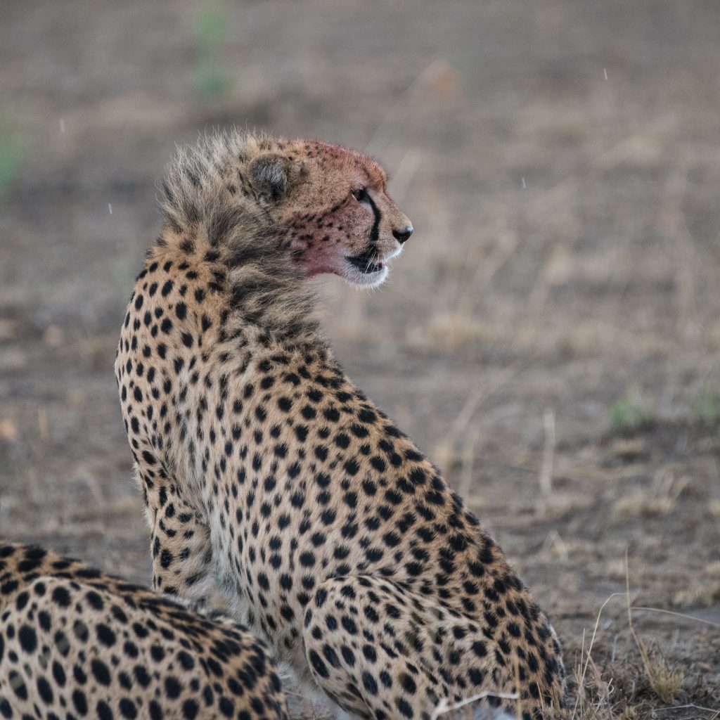 Cheetah profile showing kneck hair raised up