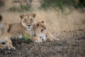 Lioness with yawning cub