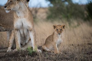 Cute lion cub 'posing'