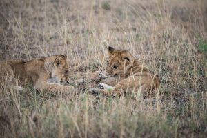 Lion cubs subduing a tough blade of grass