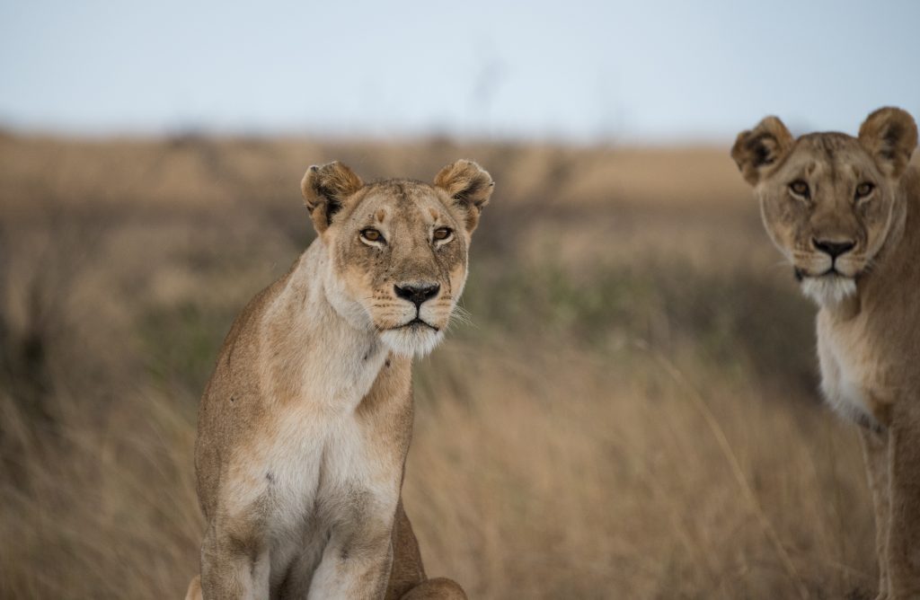 Lionesses focussed on potential prey