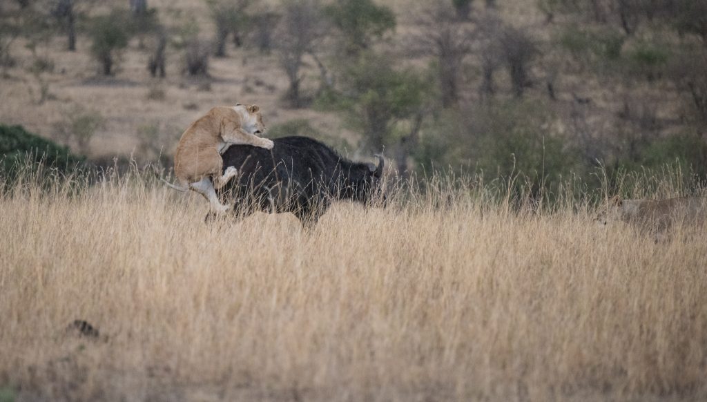 Lioness jumping on the back of the buffalo