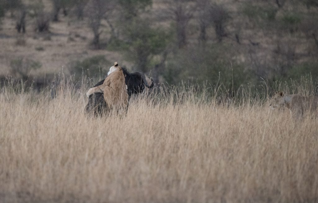 Lioness hanging on to the buffalo trying to use her weight to topple it