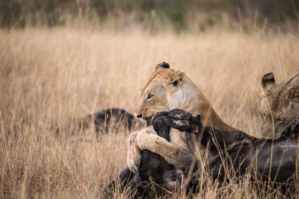 Buffalo is still struggling the lioness controls the thrashing legs