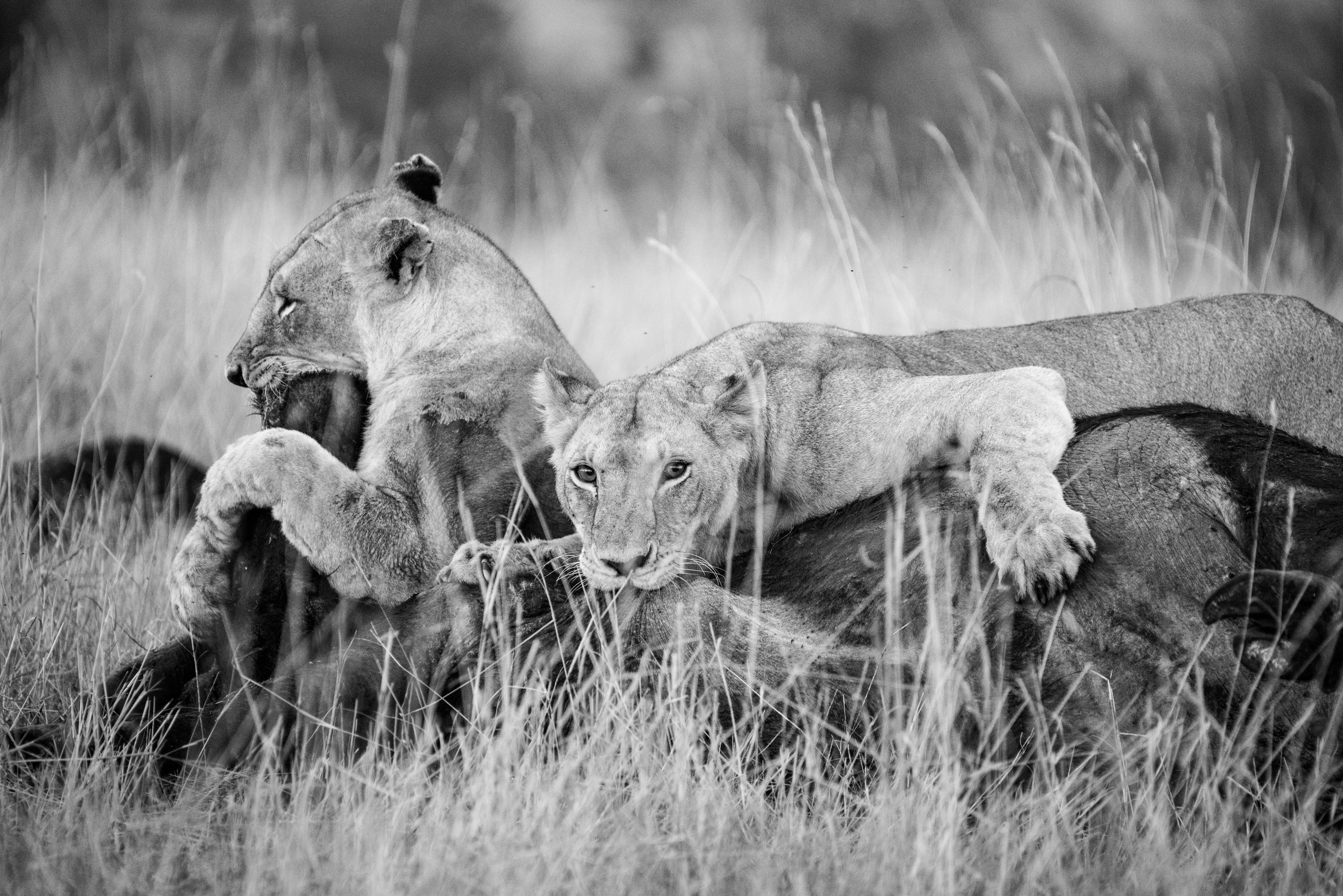 Dramatic black and white shot of the lionesses on the buffalo kill