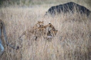 Lion cubs play in the long grass nearby