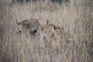 Lion cubs start to stalk
