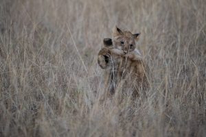 Lion cubs play fighting -going for the throat
