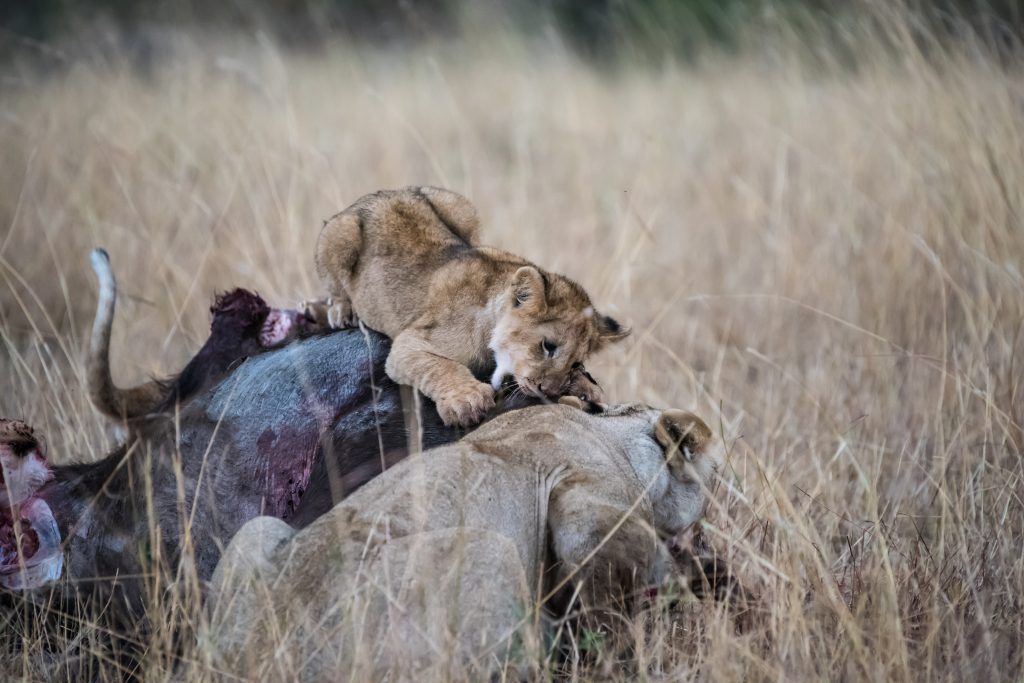 Cub practices getting its teeth into the hide of the buffalo