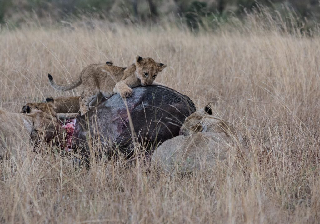 Lion cub clambers over the carcass