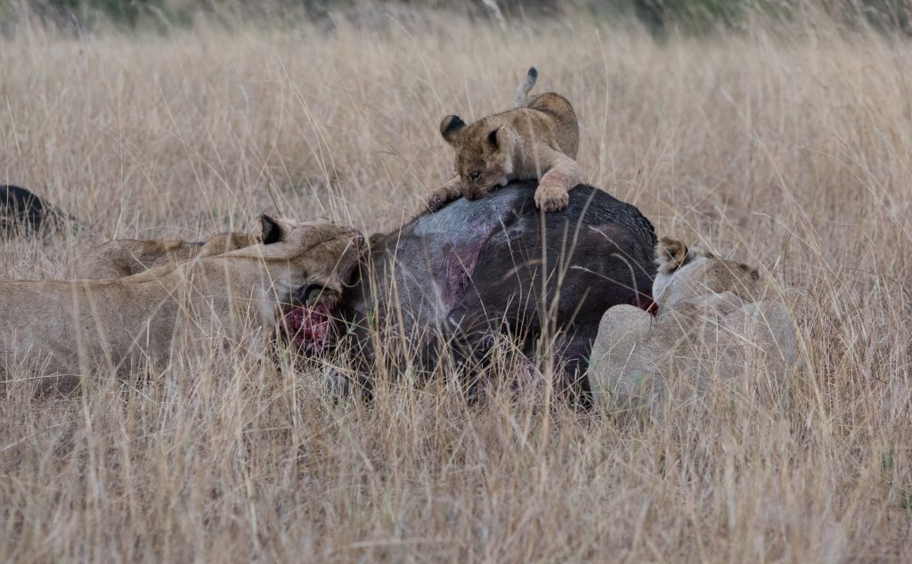 Lion cub on the dead buffalo