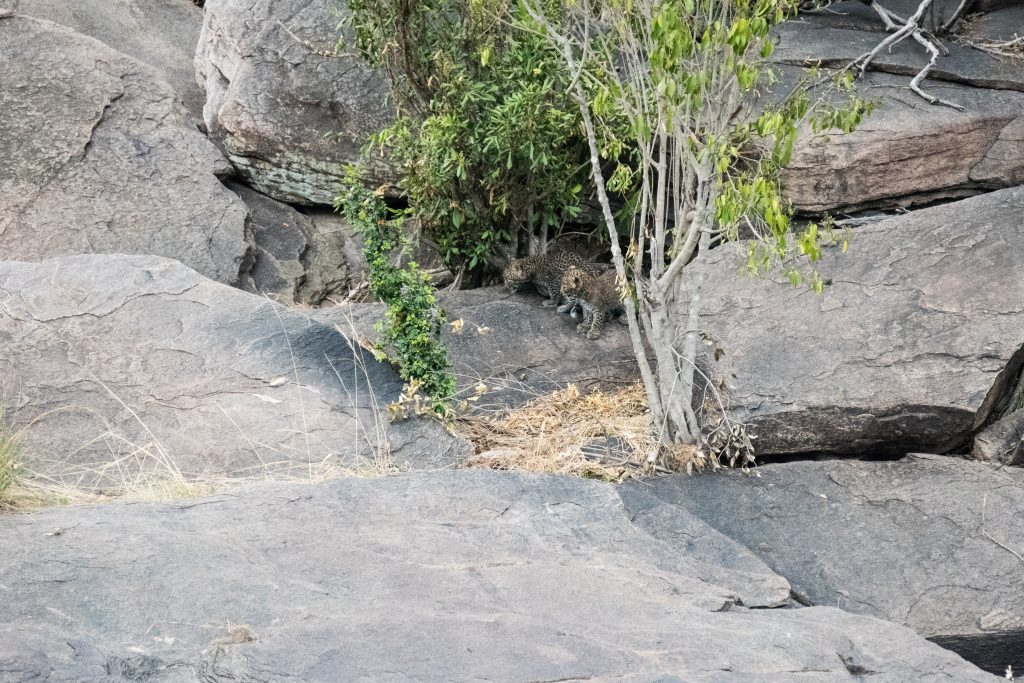 Two tiny leopard cubs on the edge of their den