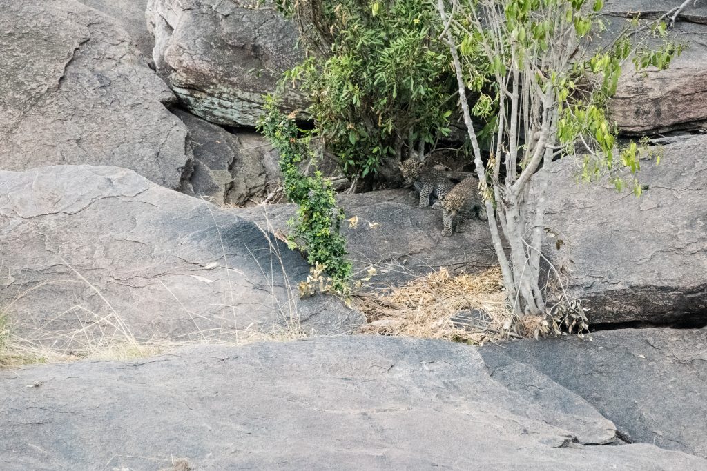 Tiny leopard cubs venture out of the den