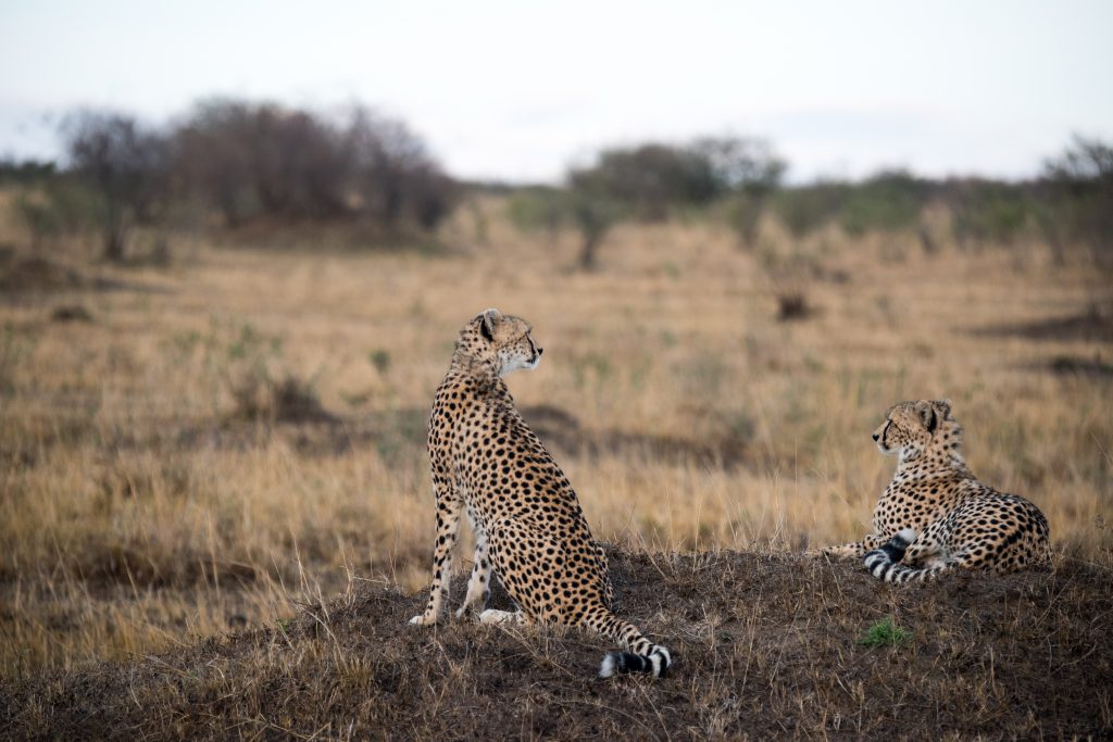 Two seated but alert cheetah looking out over the plain