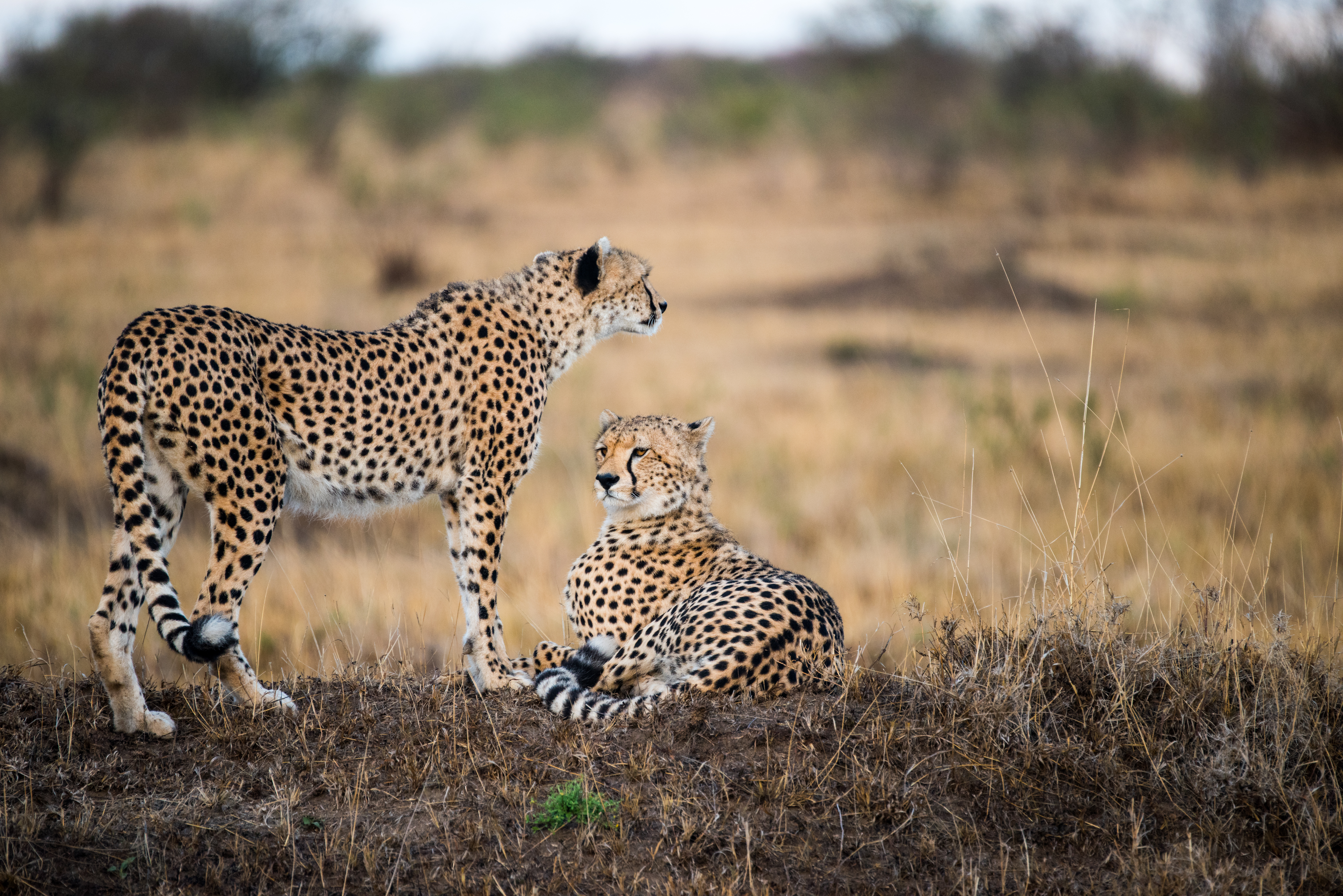 One standing and one resting cheetah
