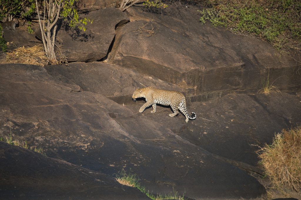 Adult female leopard making her way across the rocks to the cubs positioned in the top left corner of the picture