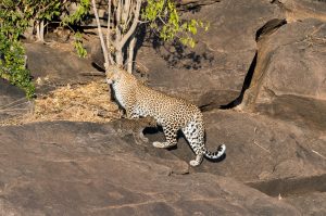 Leopard cub suckling