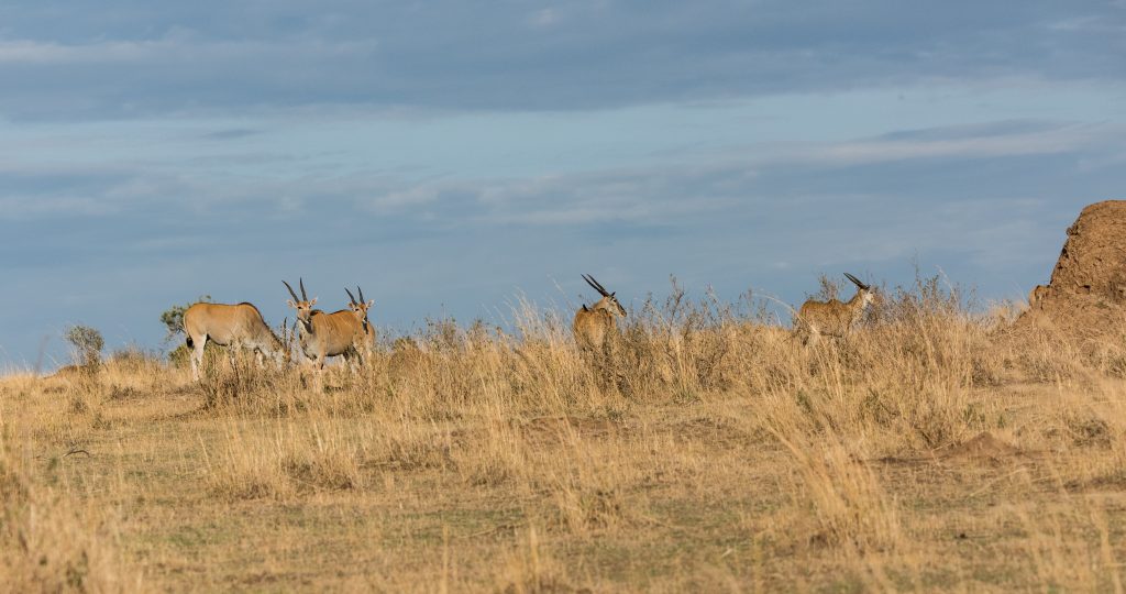 Herd of eland in the early morning light