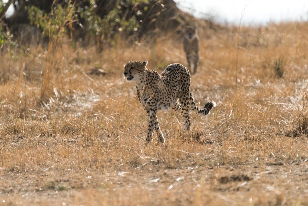 Cheetah in the foreground backlit by early morning sun