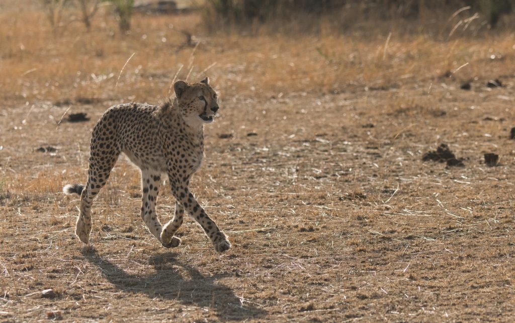 Young cheetah moving left to right with paws barely touching the ground