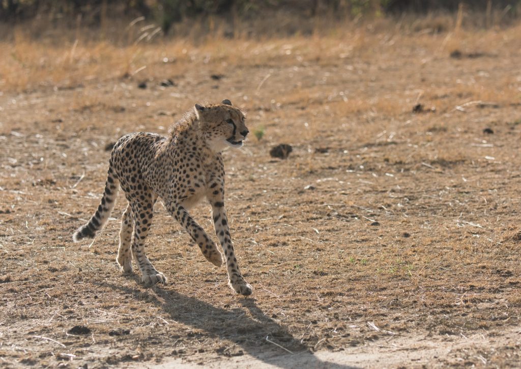 Young cheetah spots something and skids to a halt