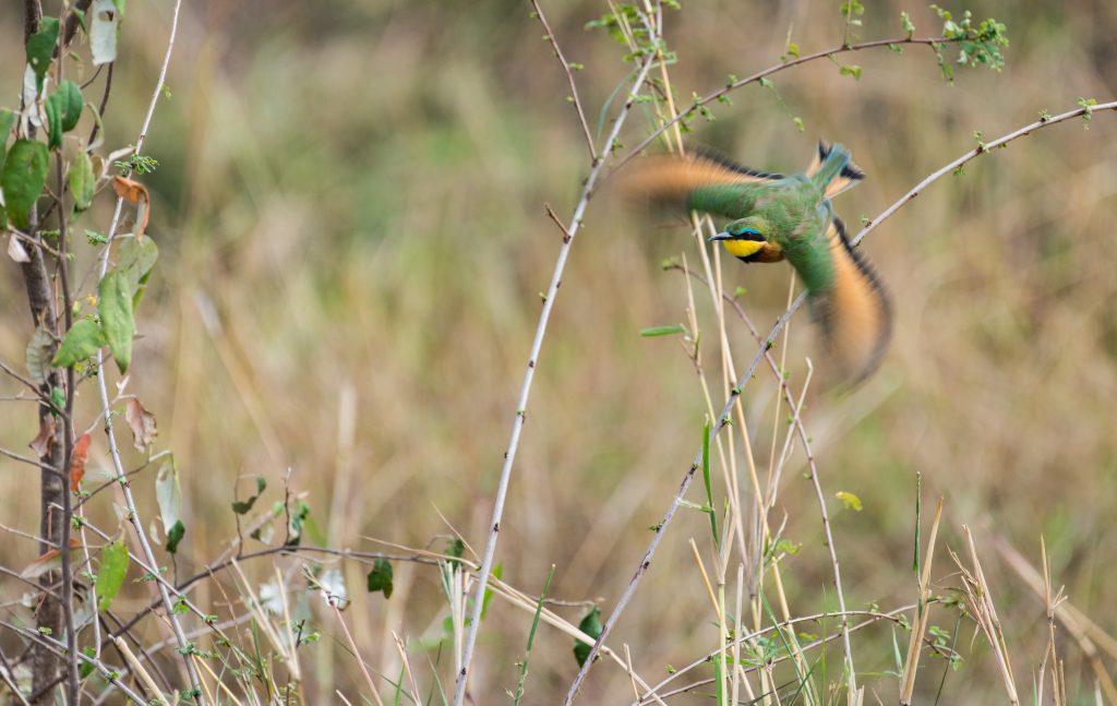 Little bee-eater in flight with body in focus and wings blurred