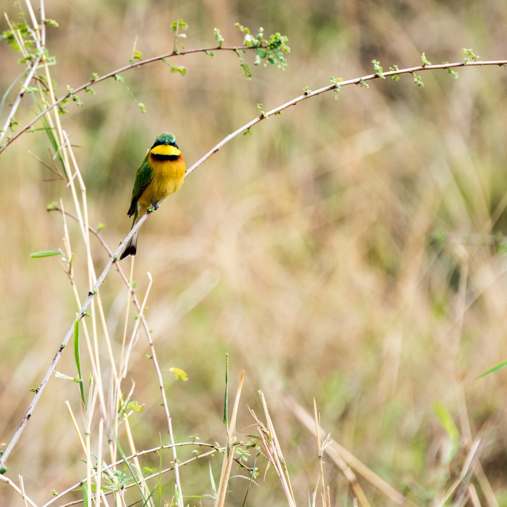 Little bee-eater perched And looking to camera