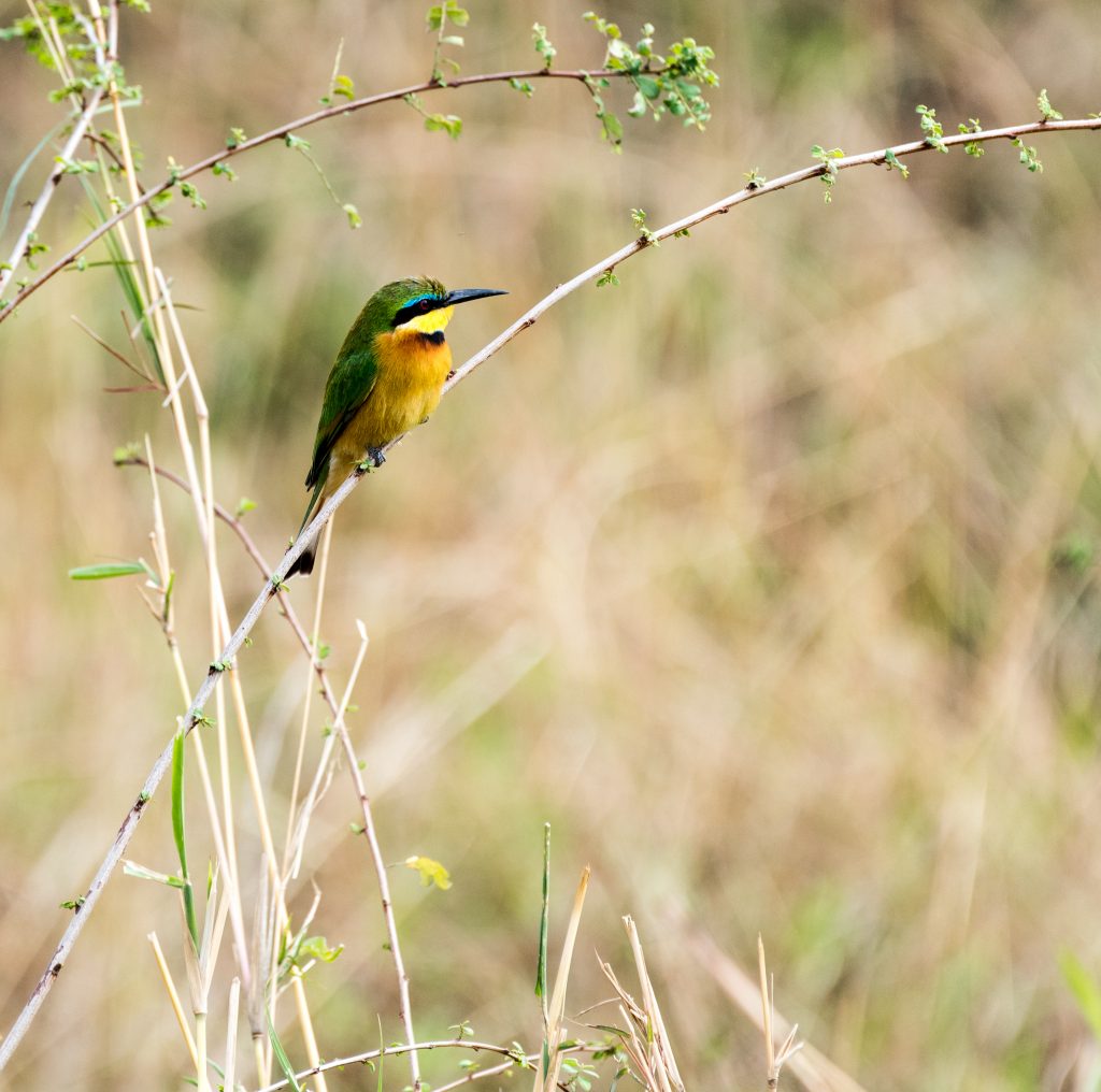 Little bee-eater in profile showing its beautiful colours