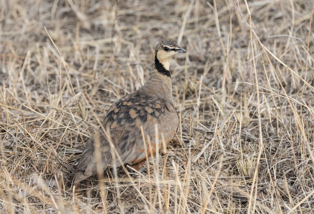 Yellow-throated sandgrouse looking to camera