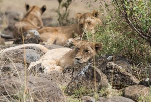 Young lion lying on some large boulders and facing camera