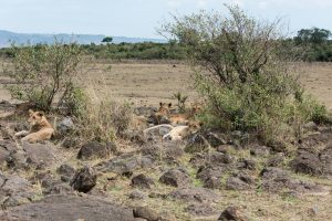 Lion family resting In a boulder strewn area