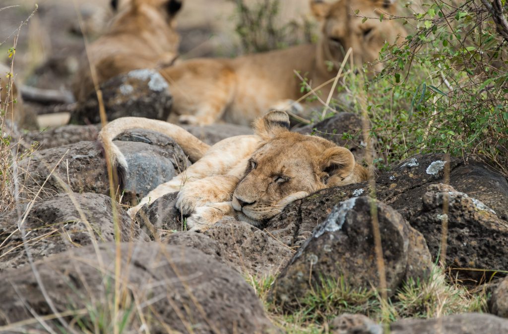 Lion from earlier picture asleep using a boulder as a pillow