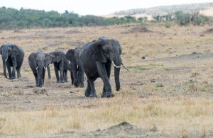 Family group of elephants, dark grey colour moving towards camera