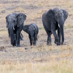 Mother, young, and baby elephant walking towards camera
