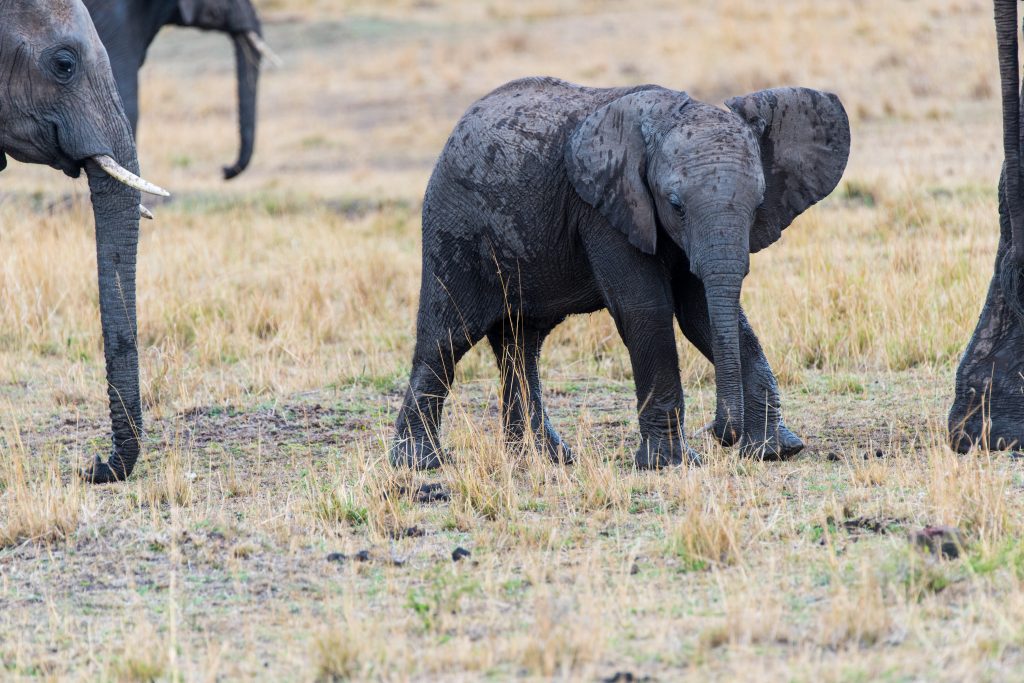 Baby elephant flapping its ears but staying close to mum