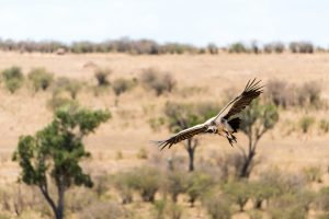 White backed vulture flying low, focussed on the carcass