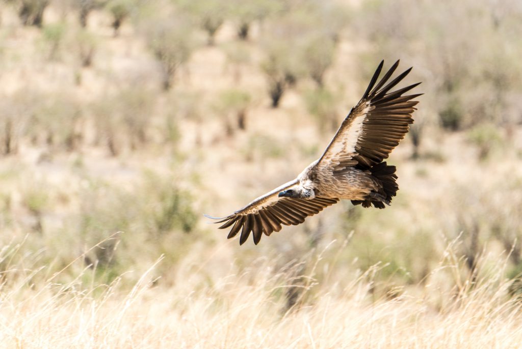 White backed vulture showing full wing span as it flies in